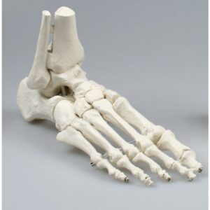 foot